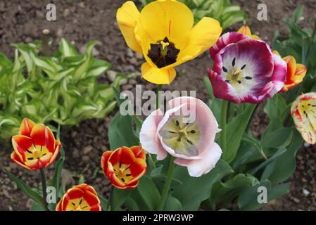 Una moltitudine di tulipani di colori diversi che si possono trovare in un locale Garden.The foto è scattata in una giornata limpida Foto Stock