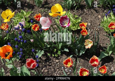 Una moltitudine di tulipani di colori diversi che si possono trovare in un locale Garden.The foto è scattata in una giornata limpida Foto Stock