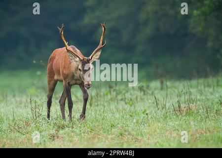 Giovane cervo rosso che cammina sulle praterie nella nebbia autunnale Foto Stock