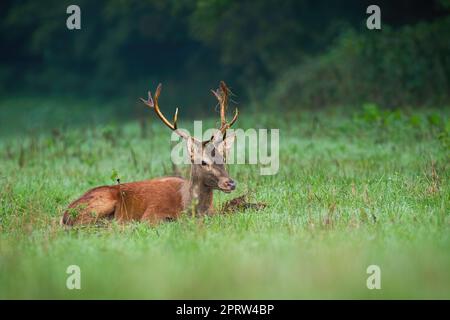 Cervi rossi giacenti su praterie verdi nella natura autunnale Foto Stock