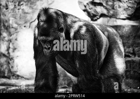Gorilla, Silver Back. La grande scimmia erbivora è impressionante e forte. Foto Stock