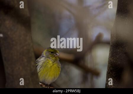 Male Atlantic canary. Foto Stock