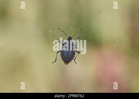 Istink bug closeup sulla finestra Foto Stock