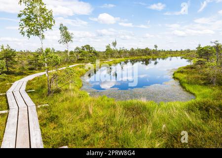 Grande palude di Kemeri Bog al Parco Nazionale di Kemeri in Lettonia Foto Stock