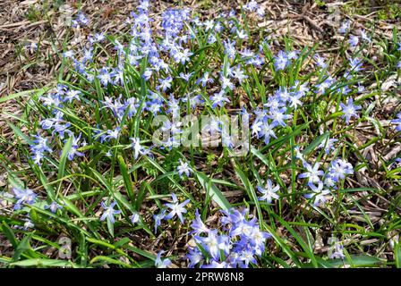 I fiori azzurri di Chionodoxa luciliae Foto Stock