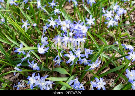 I fiori azzurri di Chionodoxa luciliae Foto Stock