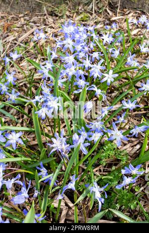 I fiori azzurri di Chionodoxa luciliae Foto Stock