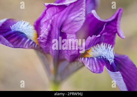 Iris nano a Pusty kopec u Konic vicino a Znojmo, Moravia meridionale, Repubblica Ceca Foto Stock