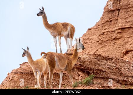 Una piccola mandria di guanacos, lama guanicoe, nel Parco Nazionale Sierra de Las Quijadas, Argentina. Foto Stock