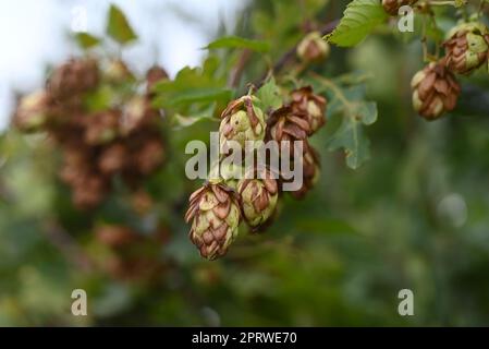 coni di luppolo marrone e verde contro alberi verdi sfocati come primo piano Foto Stock