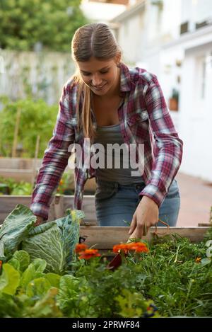 Ottenere il suo verde sopra. Una giovane donna bella occupata con le sue piante nel suo giardino domestico. Foto Stock