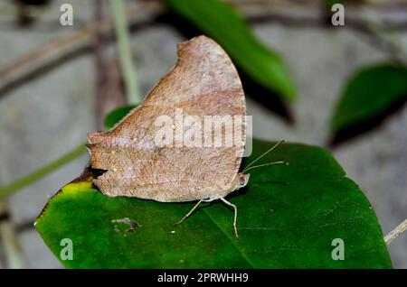 Stagione secca forma di farfalla comune sera marrone, Melanitis leda, su foglia, Klungkung, Bali, Indonesia Foto Stock