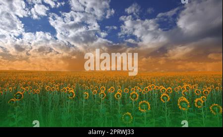 Campo di girasole bello a Sunset.Landscape da un Farm.Agricultural Landscape.Sunflowers campo Landscape.Orange natura sfondo.campo di fioritura girasole su uno sfondo Sunset.Greeting Card Argicoltura Concept.Art Fotografia sfondo. Foto Stock