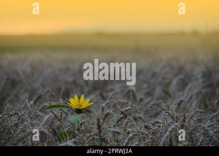 Campo di girasole bello a Sunset.Landscape da un Farm.Agricultural Landscape.Sunflowers campo Landscape.Orange natura sfondo.campo di fioritura girasole su uno sfondo Sunset.Greeting Card Argicoltura Concept.Art Fotografia sfondo. Foto Stock