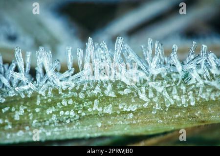 Cristalli di ghiaccio su una lama d'erba in inverno. Primo piano dell'acqua ghiacciata. Macro shot Foto Stock