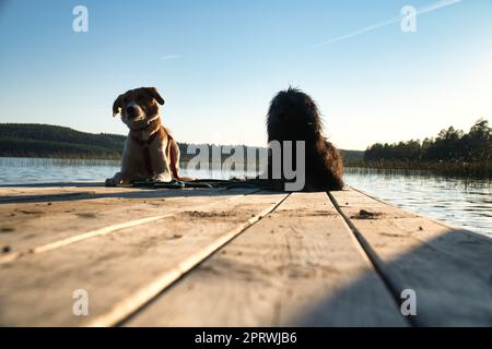 Amanti dei cani sdraiati su un molo e guardando il lago in Svezia. Goldendoodle e mescolare Foto Stock