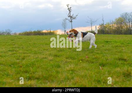 Cane giocoso con un giocattolo nel prato. Beagle con il giocattolo del cane. Cane attivo con rimorchiatore di giocattolo da guerra. Foto Stock