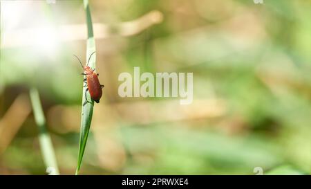 Un scarabeo cardinale rosso, Pyrocrochroa serraticornis, che sale su un filo d'erba verso il sole Foto Stock