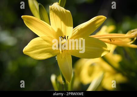 bellissimo giglio giallo con un bel bokeh. Foglie verdi completano l'armonia dei colori Foto Stock