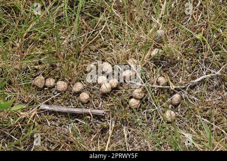 Feci di coniglio su terreno sabbioso da vicino Foto Stock