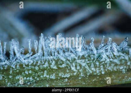 Cristalli di ghiaccio su una lama d'erba in inverno. Primo piano dell'acqua ghiacciata. Macro shot Foto Stock