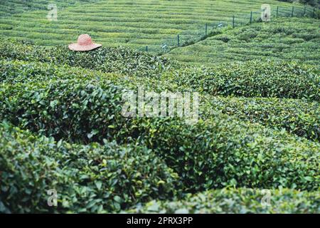 Cappello di vimini sulle file di piantagioni turche di tè nero nella zona di Cayeli nella provincia di Rize Foto Stock