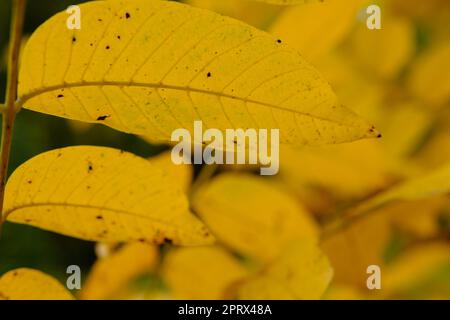 L'autunno lascia il sole. Caduta sfondo sfocato. Foglie gialle Foto Stock