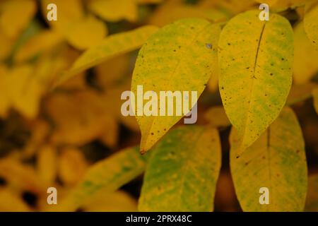 L'autunno lascia il sole. Caduta sfondo sfocato. Foglie gialle Foto Stock