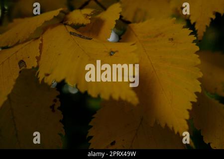 L'autunno lascia il sole. Caduta sfondo sfocato. Foglie gialle e verdi Foto Stock