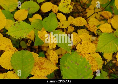 L'autunno lascia il sole. Caduta sfondo sfocato. Foglie gialle e verdi Foto Stock