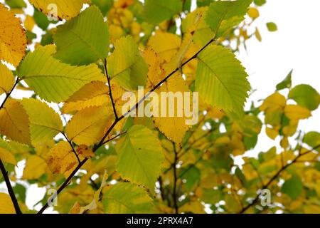 L'autunno lascia il sole. Caduta sfondo sfocato. Foglie gialle e verdi Foto Stock