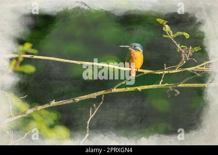 Un dipinto digitale ad acquerello di un comune Kingfisher, Alcedo atthis, noto anche come il Martin pescatore eurasiatico, o fiume Kingfisher appollaiato su un ramo b Foto Stock