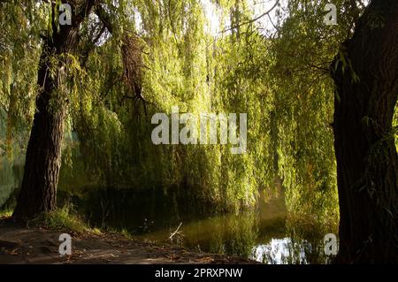rami di salice verde bagnano in acqua Foto Stock