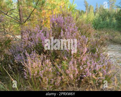 Heather sulla strada in Svezia. Piante rosa e viola lungo la strada durante un'escursione in vacanza. Foto di paesaggio dalla Scandinavia Foto Stock