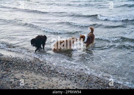 Goldendoodle e cani pastore australiani che giocano in mare. Frolicking in acqua con un sacco di divertimento. Foto degli animali sulla spiaggia Foto Stock