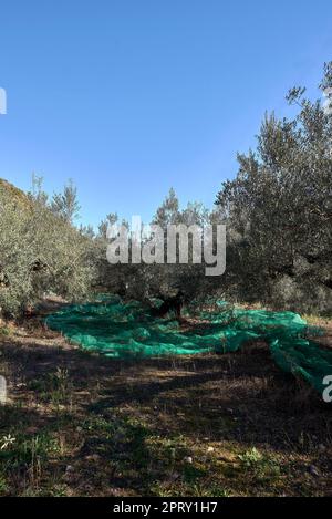 Campo di olivi centenari pronti per la raccolta. Agricoltura mediterranea tradizionale. Cielo blu Foto Stock