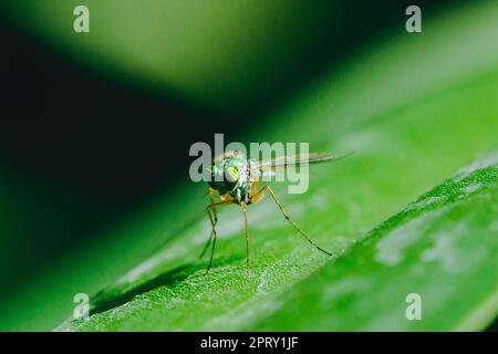 Le Dolichopodidae sulle foglie sono piccole e verdi. Foto Stock