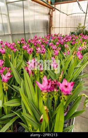 Curcuma alismatifolia, tulipano Siam o tulipano estivo in serra Foto Stock