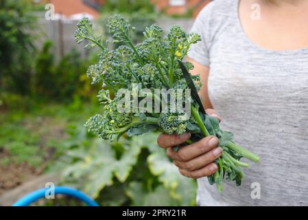 Donna all'assegnazione che tiene appena raccolti broccoli del filetto Foto Stock