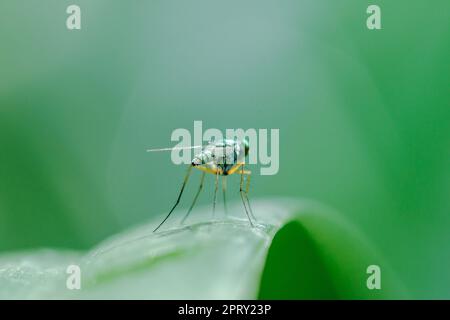 Le Dolichopodidae sulle foglie sono piccole e verdi. Foto Stock