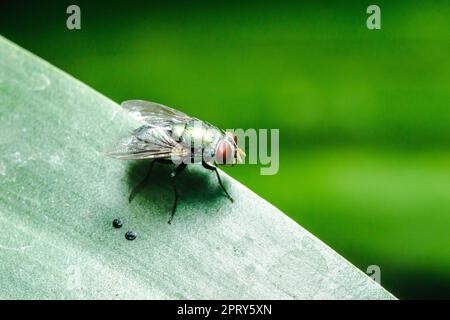 Il colpo vola sulle foglie può essere trovato nelle comunità che hanno liquame. Foto Stock