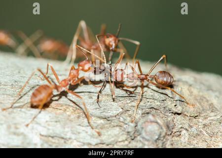 La formica rossa sull'albero, il corpo, i baffi e le gambe sono arancioni. Foto Stock