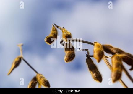 baccelli di soia maturi sul campo agricolo pronti per la raccolta e cielo come sfondo. Foto con messa a fuoco selettiva e spazio di copia. Foto Stock