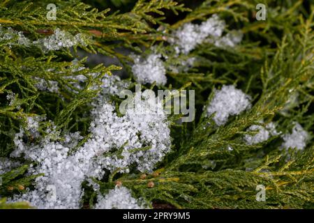 bellissimi rami di thuja verde coperti di neve. Verde pianta sfondo inverno. Foto Stock