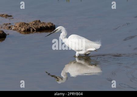 Vista laterale di un piccolo uccello selvaggio del Regno Unito (Egretta garzetta) isolato in un ambiente naturale, che si tuffa nell'acqua con riflessi. Foto Stock