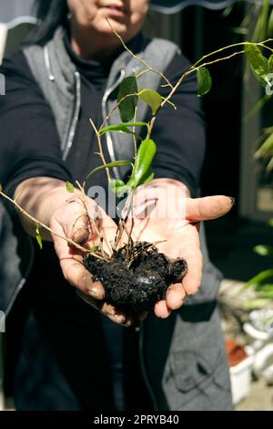 Primo piano di persona che tiene giovane pianta verde con radici e terreno pronti per la piantagione Foto Stock