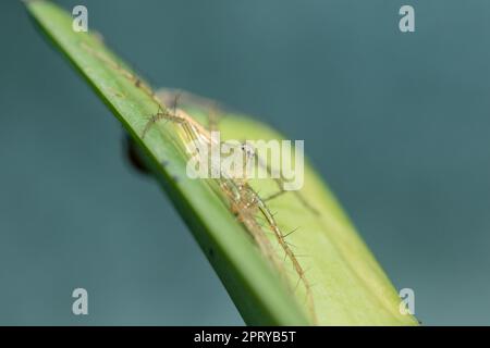 Oxyopes javanus Throll sulle foglie può saltare a prendere preda. Foto Stock