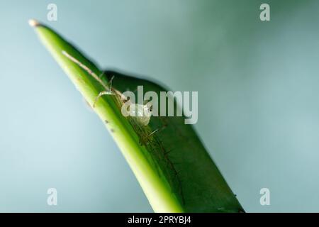 Oxyopes javanus Throll sulle foglie può saltare a prendere preda. Foto Stock
