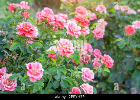Rose rosa brillante sui rami con foglie verdi in giardino in estate. Foto Stock