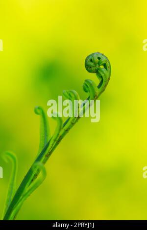 Fern foglie rotolate in natura. Foto Stock